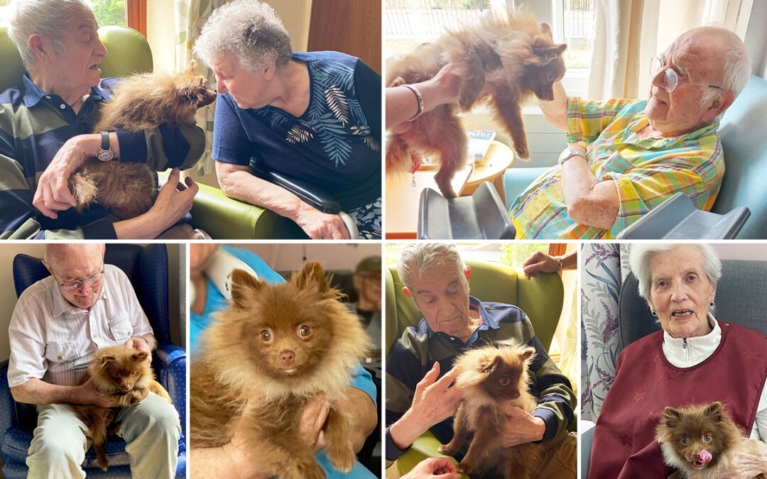 St Winifreds Care Home residents welcome Teddy the Pomeranian