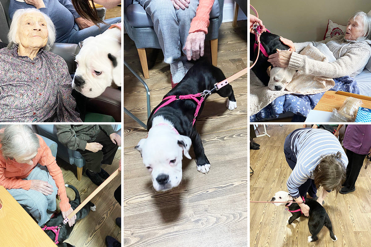 Puppy Tisha at St Winifreds Care Home